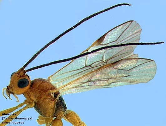 image of anterior soma of  <i>Aleiodes</i> (<i>Tetrasphaeropyx</i>) <i>crassijugosus</i> showing long antennae